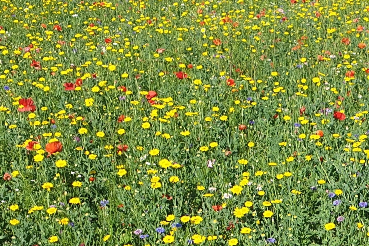 Beratung im eigenen Garten: Bild mit Blumenwiese mit roten, gelben und blauen Blumen