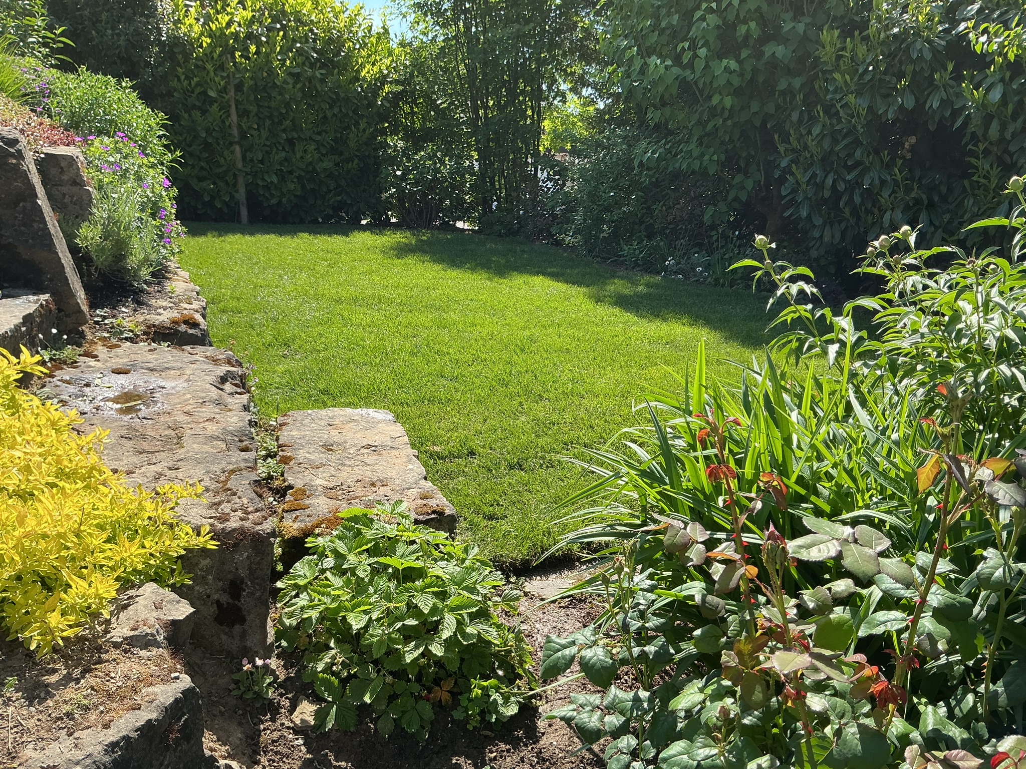 Bepflanzung & Pflege: Bepflanzung aus Astern, Gräsern und Lavendel
